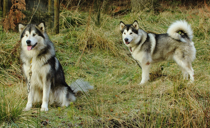 Lapema working dogs